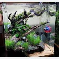 Finding The Best Betta Fish Food For Your Betta Fish Betta Fish Care In 2020 Betta Aquarium Betta Fish Care Betta Fish