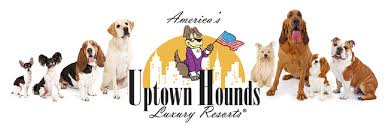 Maybe you would like to learn more about one of these? Uptown Hounds Reviews Pet Boarding At 466 Angliana Ave Lexington Ky