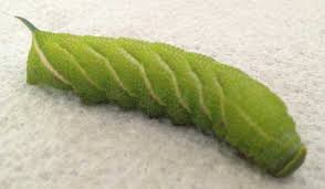 Maybe you would like to learn more about one of these? Hawk Moths