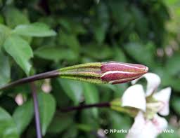 Image result for Rothmannia longiflora