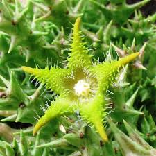 Image result for Orbea dummeri