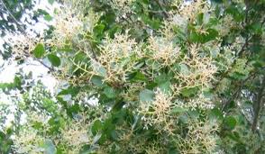 Image result for Apodytes