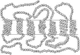 Structure Of Two Fragments Of The Third Cytoplasmic Loop Of The Rat Angiotensin Ii At1a Receptor Journal Of Biological Chemistry