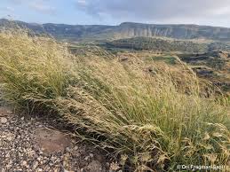 Image result for Hyparrhenia tamba