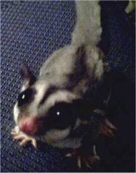 Sugar Glider Possums Marsupials Petaurus Breviceps