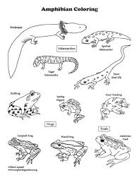 Amphibian Coloring Pages In 2020 Coloring Pages Frog Coloring Pages Coloring Book Pages