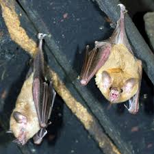 How To Get Rid Of Bats In Your Attic Getting Rid Of Bats Bats In Attic Pest Control