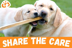Dog boarding, dog walking, house sitting Central Pet Care We Are Heads Tails Above The Rest
