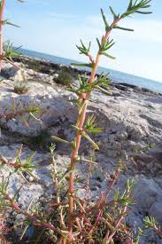 Image result for Salsola