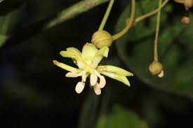 Image result for Achariaceae