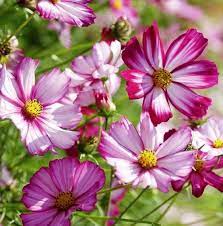 Cosmos Seeds Picotee Flower Seeds In Packets Bulk Eden Brothers Cosmos Flowers Flower Seeds Flower Seeds Online