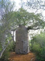 Image result for Stadmannia oppositifolia