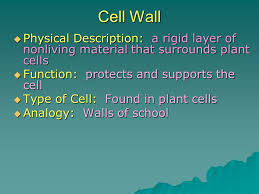 Maybe you would like to learn more about one of these? Cell Structures Cell Unit Discovery Of Cells Robert Hooke 1660 S First To Observe Non Living Cells In Cork And Named Them Cells Anton Van Ppt Download