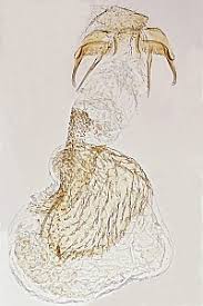 Image result for Stigmella basiguttella