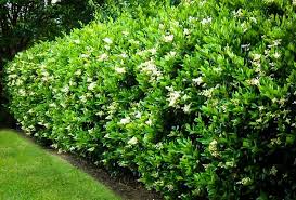 Image result for Ligustrum