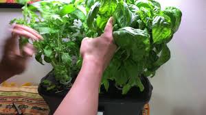 The tomato care should be really simple and should not require much maintenance. Aerogarden Led Ultra Day 65 Update On Basil And Maintenance Youtube