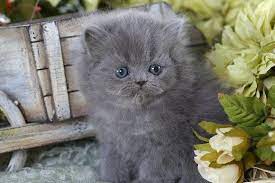Also you can apply for our financing and lease programs. Solid Blue Teacup Persian Kitten Grey Kitten Persian Kittens Cute Cats And Dogs