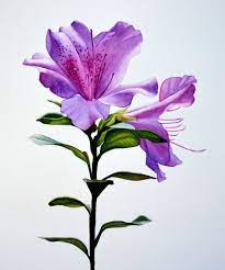 Azalea Botanical Painting Botanical Art Azalea Flower
