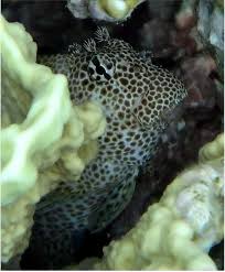 Image result for Exochaenium debile