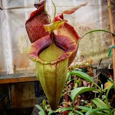 Image result for Nesaea spathulata