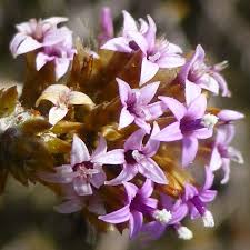 Image result for Stoebe