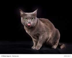 Die korat katze ist nach einer provinz thailands benannt. Korat Steckbrief Mit Herkunft Wesen Bildern Mehr Haustiermagazin