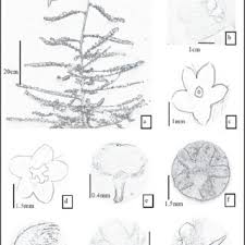 Image result for Schizostephanus alatus