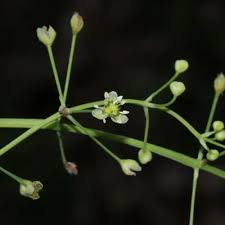 Image result for Cyclosorus striatus