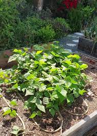 How To Grow Bushels Of Beans From Seed Bush Beans Pole Beans Homestead And Chill Bush Beans Pole Beans Growing Bush Beans