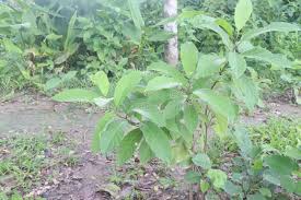 Image result for Vernonia amygdalina
