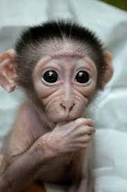 Just 16 Cute Monkey Babies That Will Make You Aww Cute Baby Monkey Baby Monkey Cute Animals
