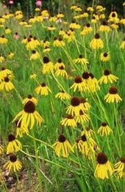 Yellow Coneflower Grow Native Plants Echinacea Native Plants