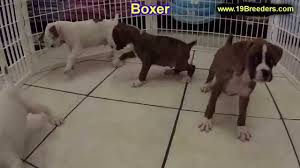 My pups are brought up inside my home and are used to children,cats and larger dogs. Boxer Puppies Dogs For Sale In Little Rock Arkansas Ar 19breeders Fayetteville Jonesboro Youtube
