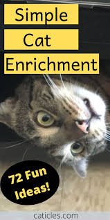 Cat Enrichment Diy 70 Indoor Cat Happiness Ideas In 2020 Senior Cat Care Indoor Cat Pet Care Cats