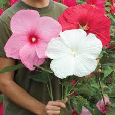 Image result for Hibiscus seineri