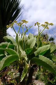 Image result for Cyphostemma lanigerum