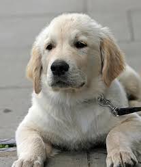 There is something in their genetics. Page 3 Royalty Free Golden Retrievers Photos Pikist