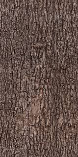 Tree Bark Texture Pattern Tree Bark Texture Tree Textures Light Wood Texture