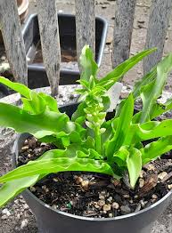 Image result for Eucomis zambesiaca