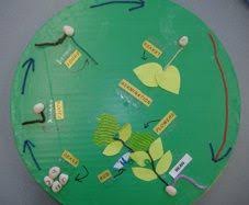 Creating A 3 D Model Of A Plant Life Cycle Plant Life Cycle Life Cycles Plant Life