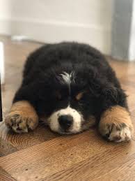 Bred for temperament & health. Jason Byttow On Twitter Meet Leo The 8 Week Old Bernese Mountain Dog Puppy He S A Good Boy