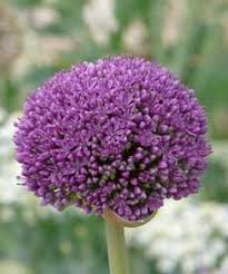 Allium Hybride Ambassador Riesen Lauch Gartenpflanzen Pflanzen Staudenbeet
