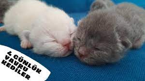 yavru kedilerin 4 gunluk halleri british shorthair yavru kedi cute kittens yavru kediler kedi