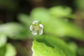 Image result for Xyris natalensis