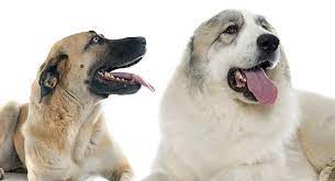The anatolian shepherd great pyrenees mix combines two powerhouse pups. Anatolian Shepherd Great Pyrenees Mix Is This Cross Right For You Anatolian Shepherd Dog Great Pyrenees Anatolian Shepherd