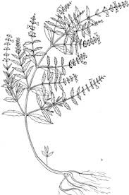 Image result for Buchnera capitata