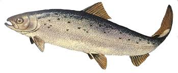 Copper River Salmon 5 Things To Know About The Popular