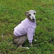 Weight ranges from 6 to 10 pounds, with some as large as 14 or 15 pounds. Italian Greyhound Lightweight Shirt Lavender