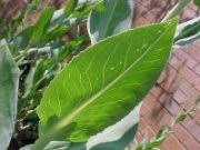Image result for Senecio latifolius