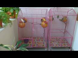 How To Make Decorate A Colourful Love Birds Cage Youtube In 2020 Bird Cage Bird Cage Decor Love Birds